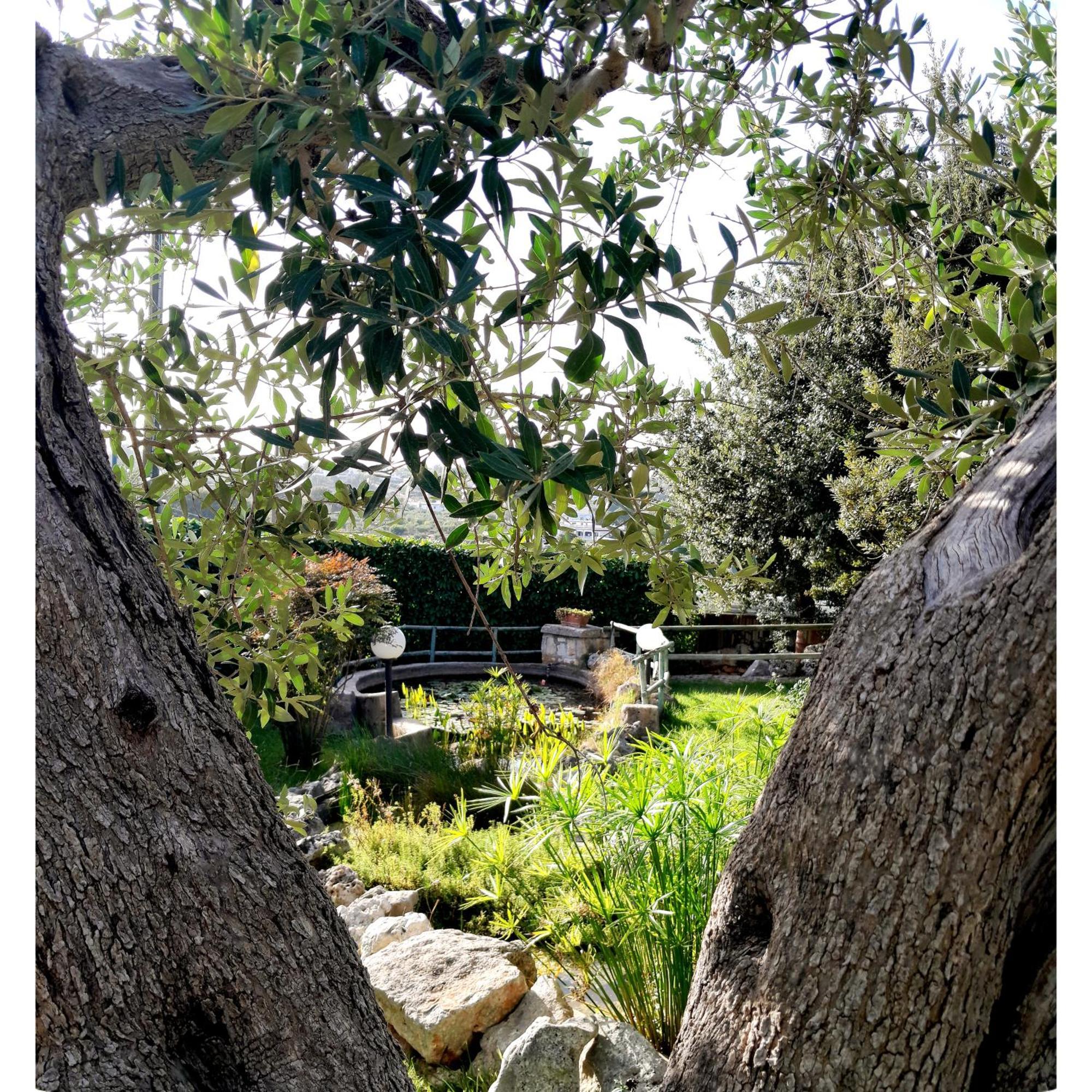 La Rosa Dei Trulli B&B Альберобелло Экстерьер фото
