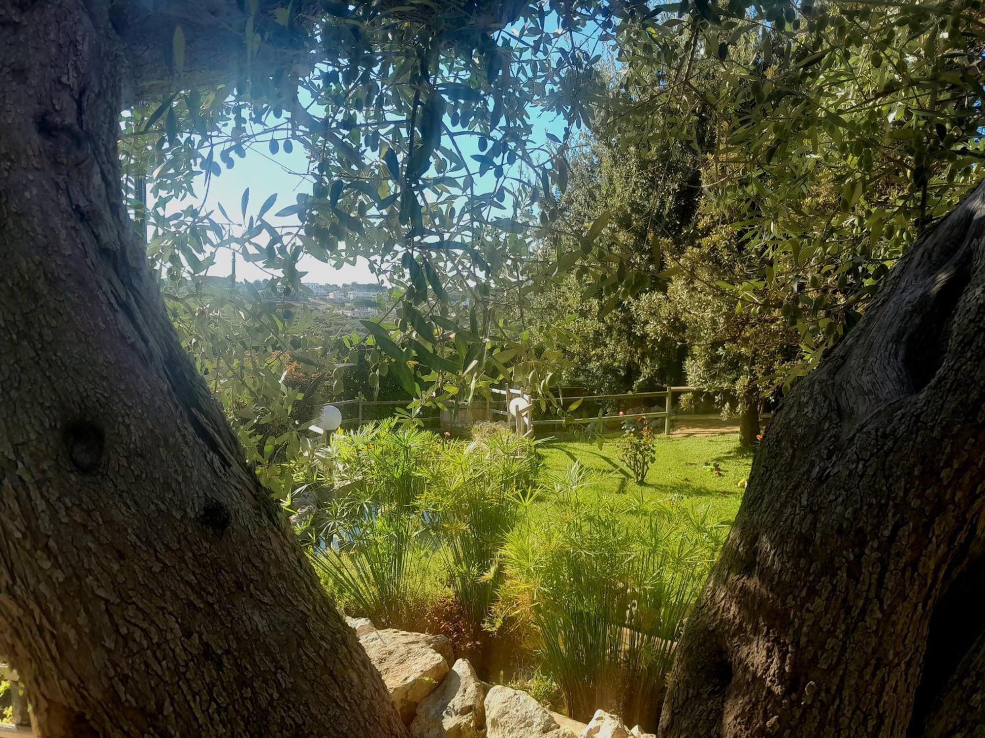 La Rosa Dei Trulli B&B Альберобелло Экстерьер фото