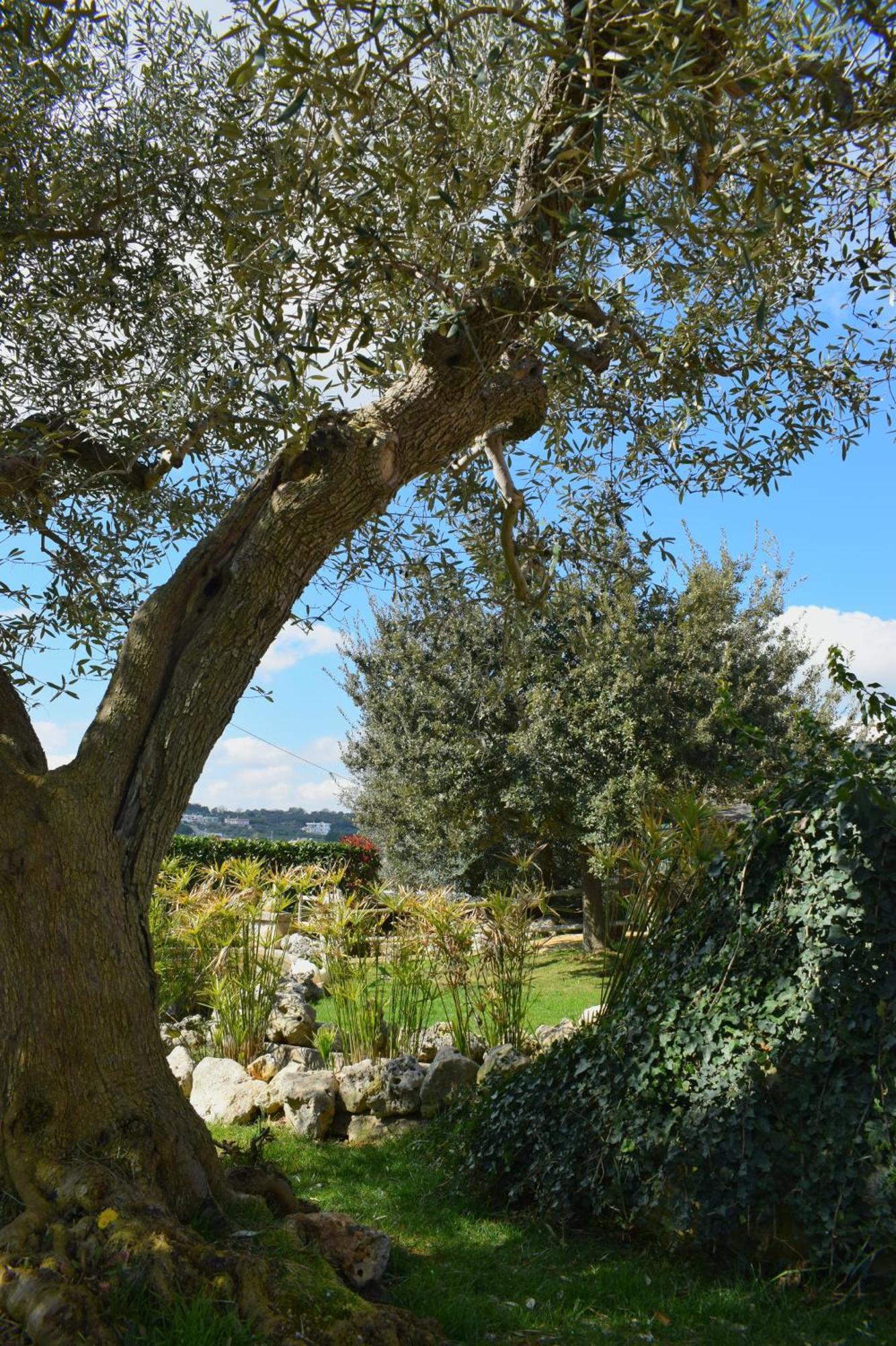 La Rosa Dei Trulli B&B Альберобелло Экстерьер фото